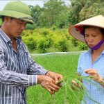 hoang thi gai guong mat nong dan tieu bieu 138211