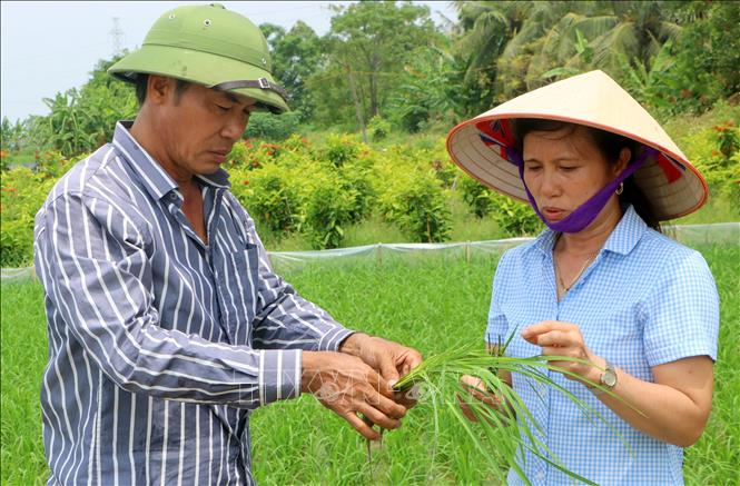 Gương mặt nông dân tiêu biểu của thành phố Hải Phòng image